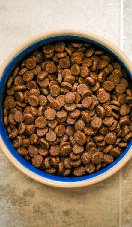 A bowl of dog food on a tile floor